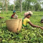 Assam-Tea-State