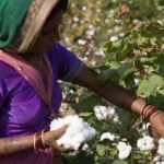 Cotton-crop-india