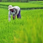 Rice Producing