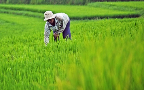 Rice Producing