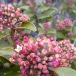 Nilgiri Sandalwood