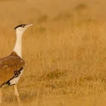 Great Indian Bustard