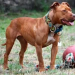 Pitbull