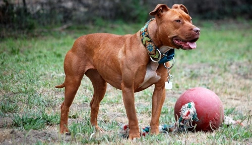 Pitbull 
