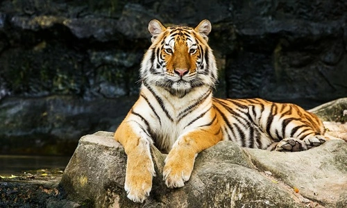 Sundarbans Tiger Reserve – 3,600 km²