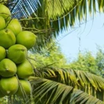 Coconut-Producing
