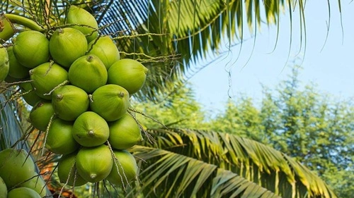 Coconut-Producing