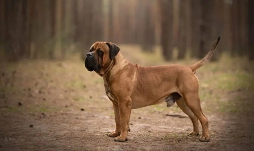 Boerboel