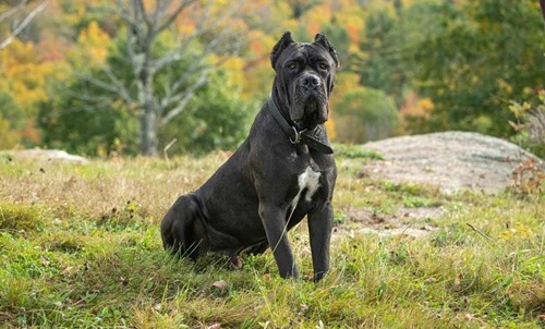 Cane Corso