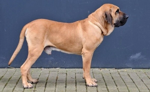 Fila Brasileiro