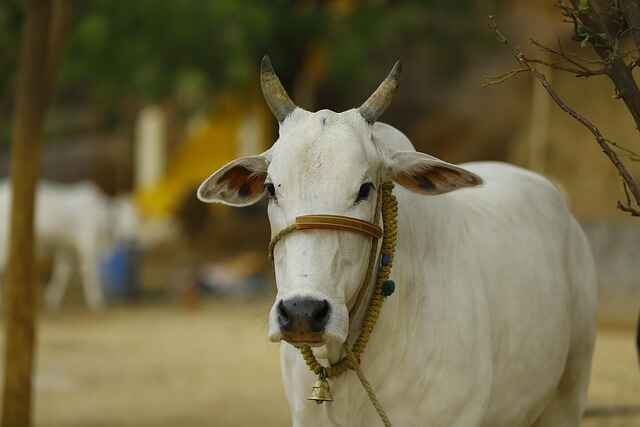 How Much Milk Does an Indian Cow Give?