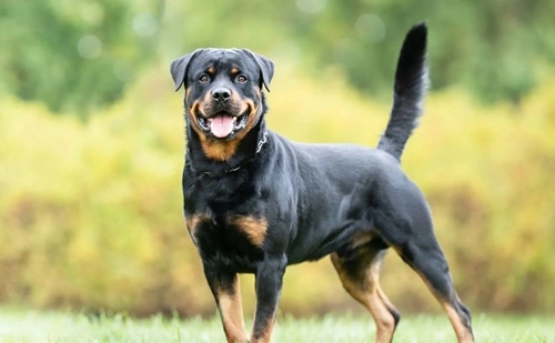Rottweiler
