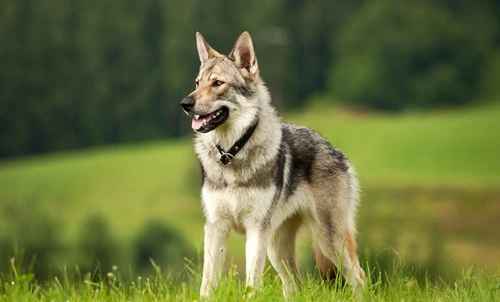 Wolf Dogs