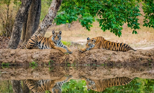 Kanha Tiger Reserve, Madhya Pradesh