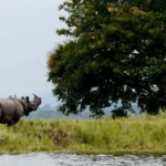 Kaziranga National Park, Assam