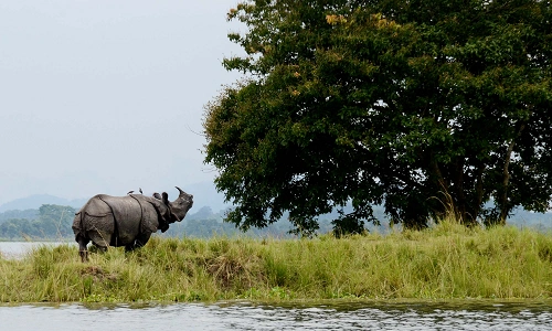 Kaziranga National Park, Assam