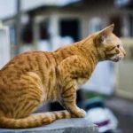 Desi / Indian Domestic Cat (Indie Cat)