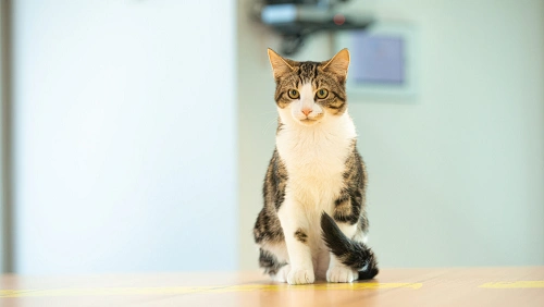 Domestic Mixed-Breed Shorthair