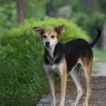 Indian Pariah Dog