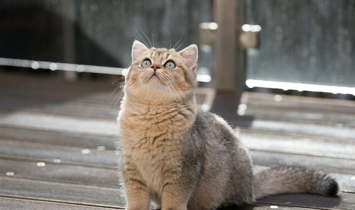 Indian Shorthair (Local Short-Hair Type)