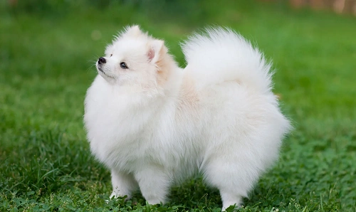 Pomeranian