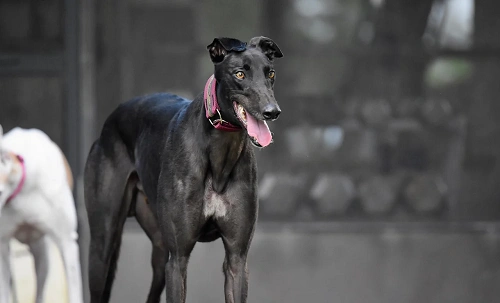 Rampur Greyhound