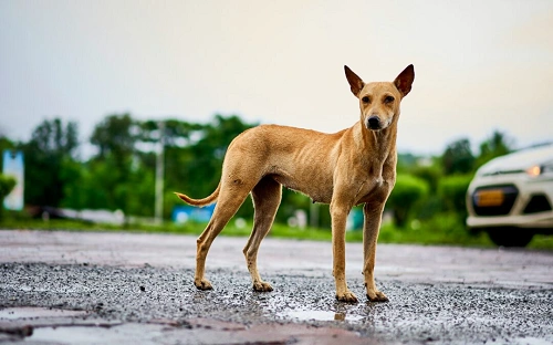 Shelter / Rescue Dog