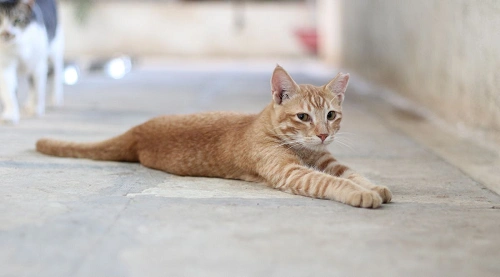 Stray Cat (Self-Rescue / Community Cat)